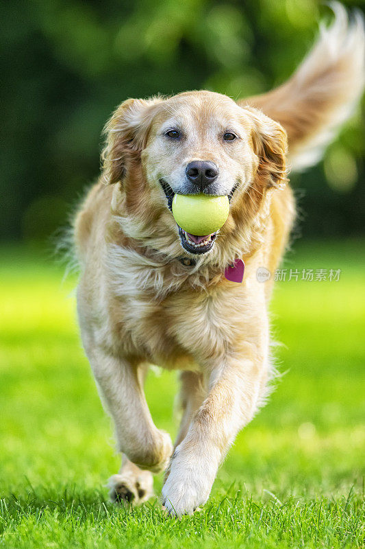 A Golden Retriever running in her with her ball playing fetch – 5 year old